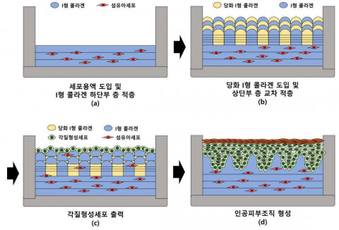클리셀, 피부 노화를 재현한 인공피부 특허 등록